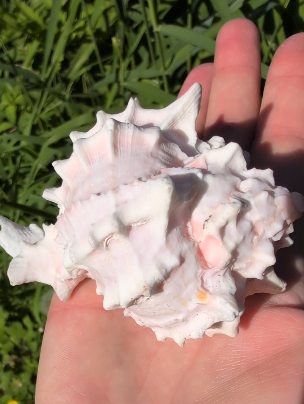 Ocean Spiral Conch Shell - Picture 2 of 3